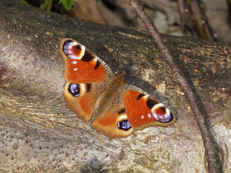 Tagpfauenauge, (c) Gaby Schulemann-Maier/NABU-naturgucker.de