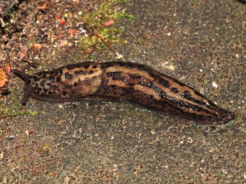 Tigerschnegel (Limax maximus), (c) Gaby Schulemann-Maier/NABU-naturgucker.de