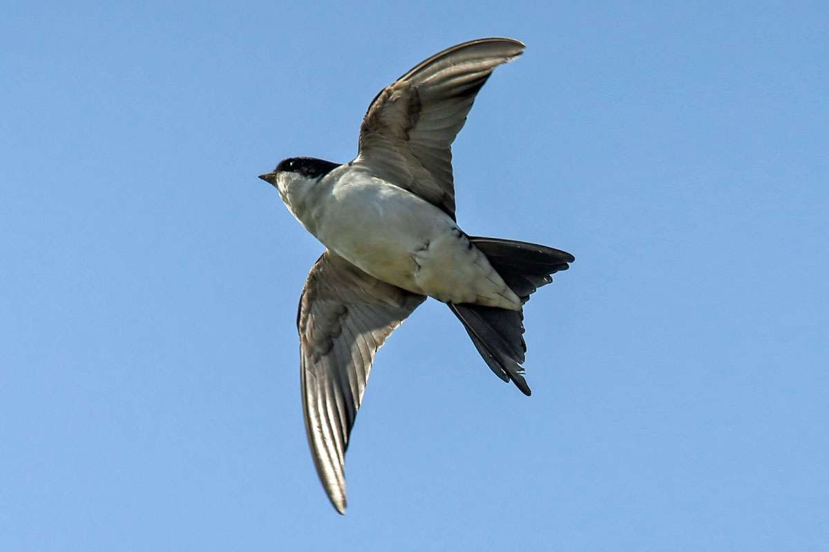 Mehlschwalbe (Delichon urbicum) im Flug, (c) Axel Aßmann/NABU-naturgucker.de